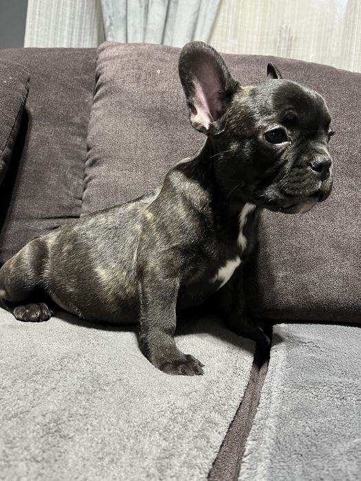 Buldog Francez Mascul – 11 săptămâni