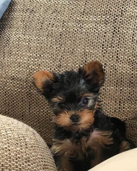 Yorkshire terrier talie mica