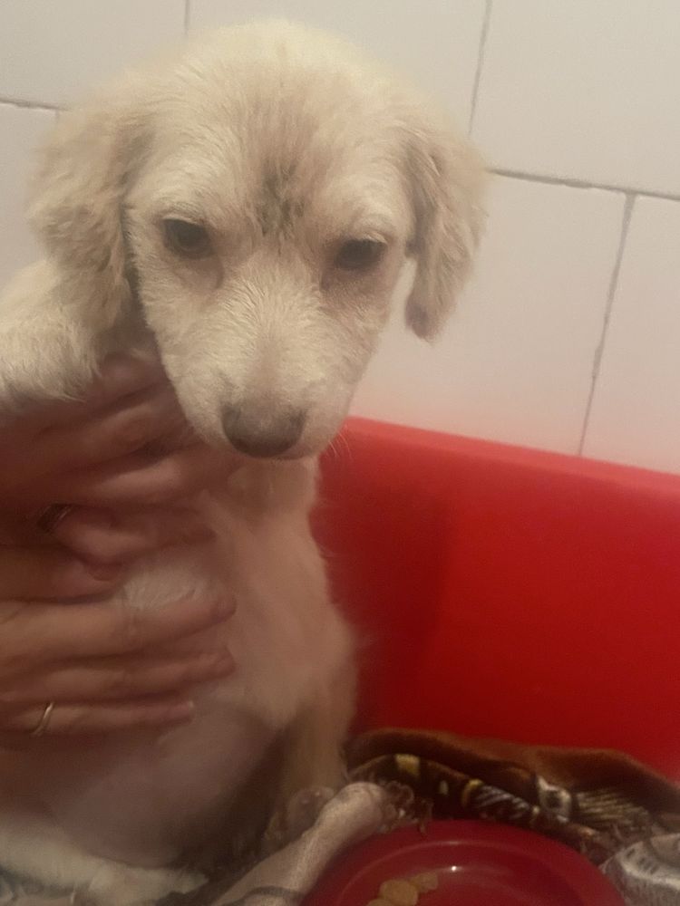 Catel abandonat cauta o familie iubitoare