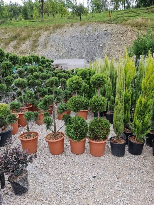 Plante ornamentale pentru o grădină de vis