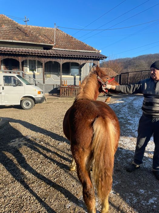 Vând mânz de 9 luni