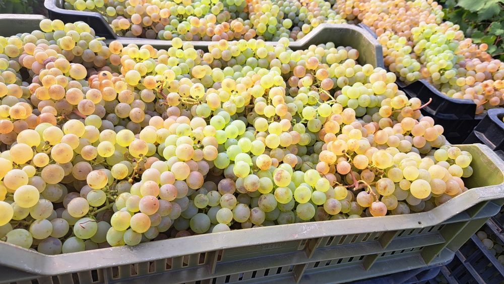 Struguri Ceasla de masă