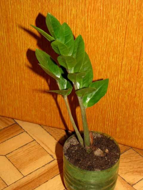 Замиокулькас, долларовое дерево.