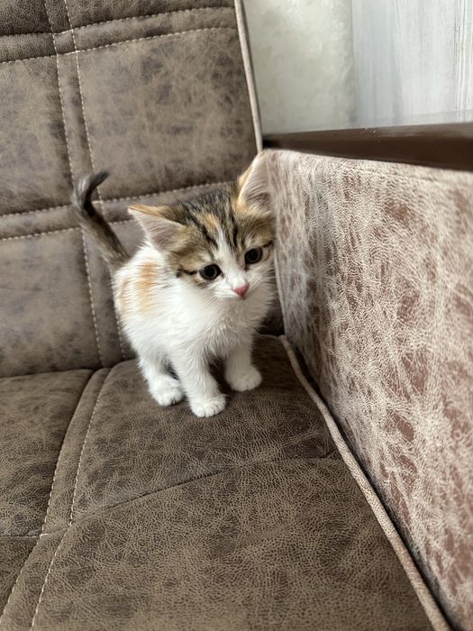 отдам котика в добрые руки