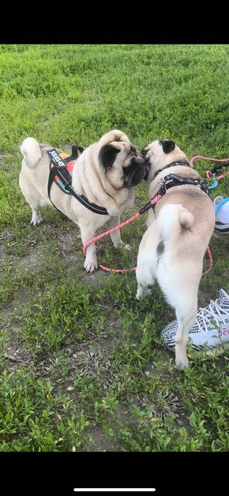 Cazare hotel caini petsitter pt catelul tău oricand & craciun/revelion