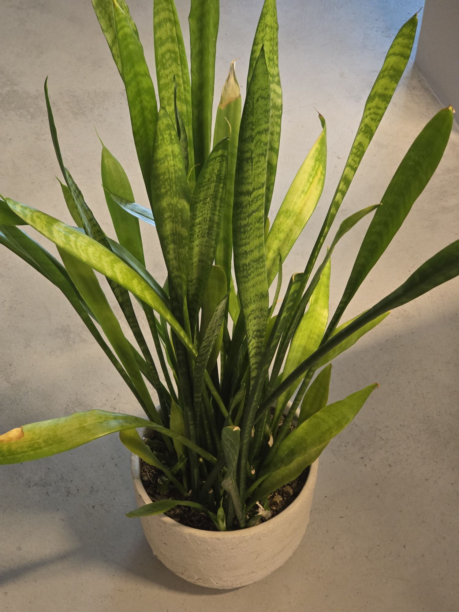 Сансевиера / Змийски език / Snake plant, 100 cm