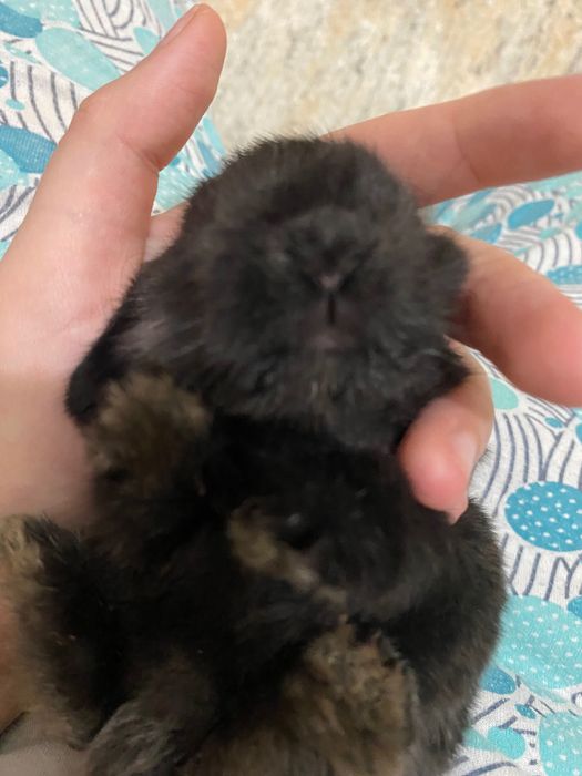 Pui iepuri de companie