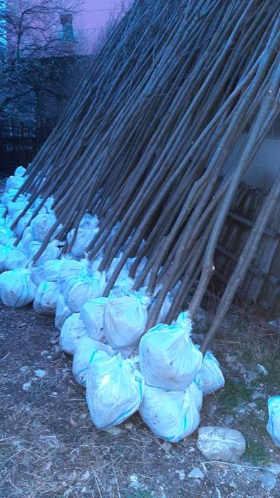 Vând mesteacăn tei cu dimensiuni de la 3 la 7m