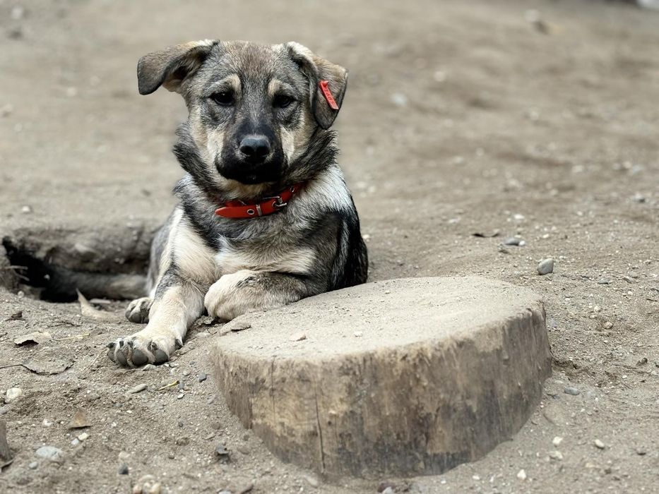 Подаряват се 4 сладки кученца