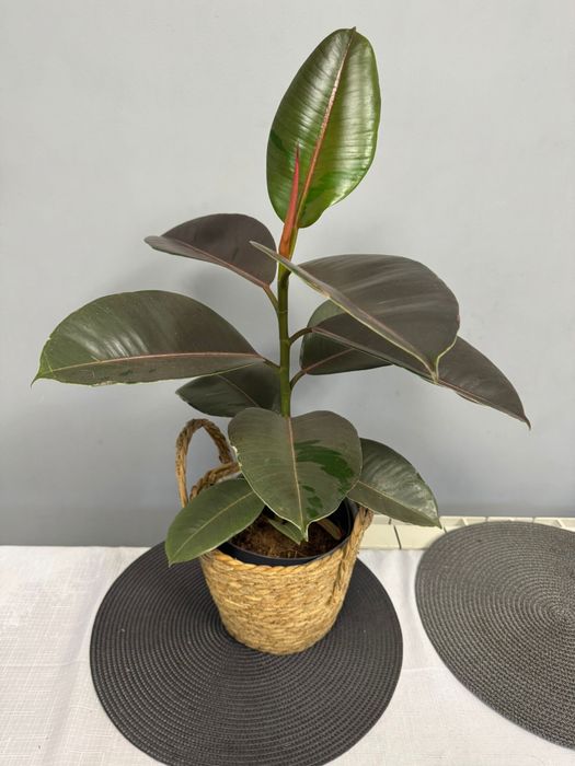 Pachet 3 plante 40-90 cm