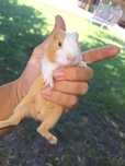 Porcusor de Guinea