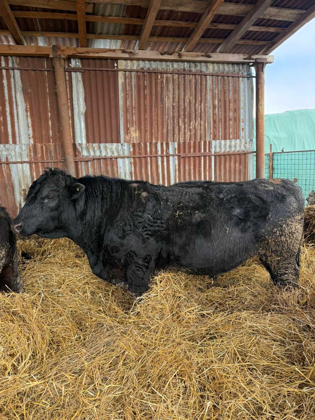 De vanzare, taur Aberdeen Angus, varsta 4ani
