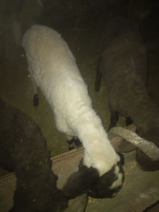 Qo'y sotiladi narxi 2milyon 400