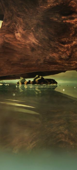 Vând pești acvariu L168