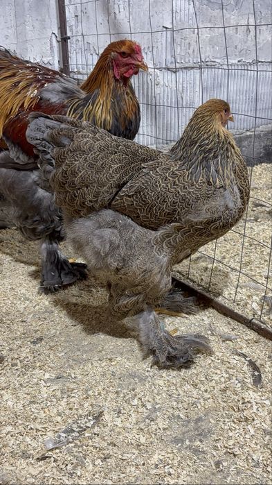 Pereche brahma potarnichiu albastru