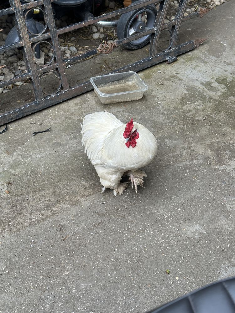 vand cocosi si gaini cochincina