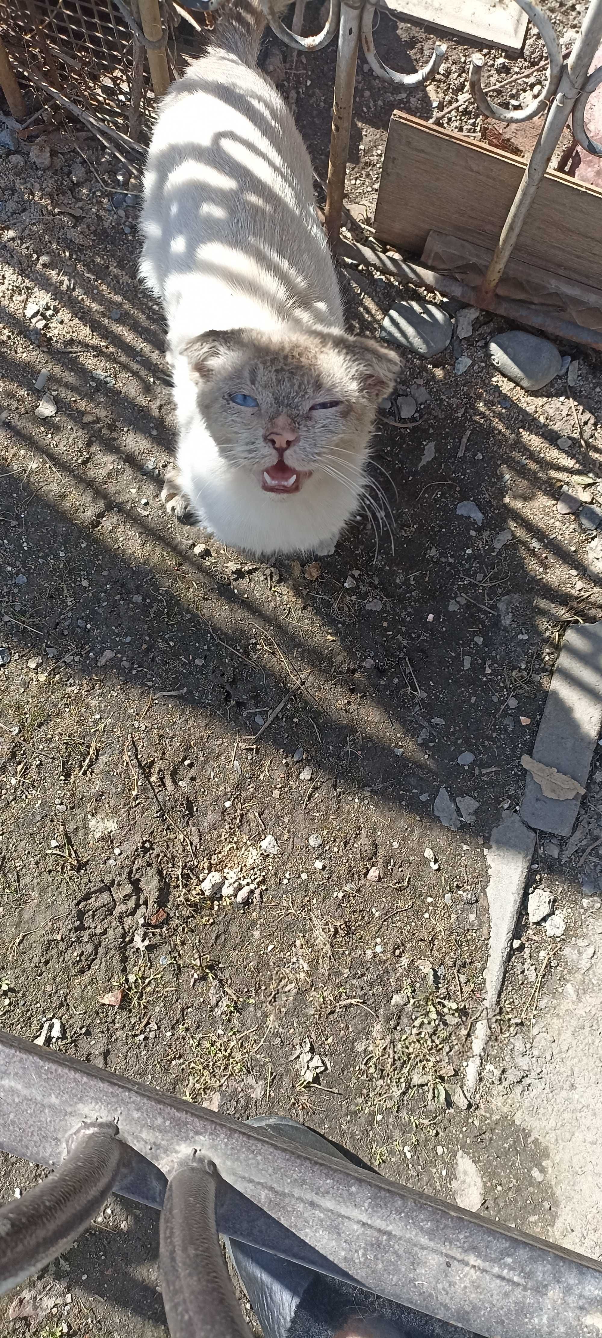 Найдены две кошки