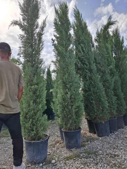 Brazi și leilandi  la oferta