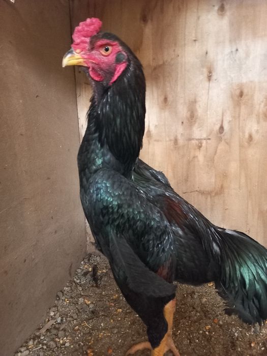 Tozazot jujalar 5. 6 oylik