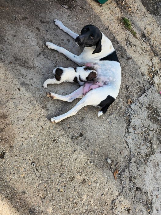 Donez catelusi - pui de Brac German