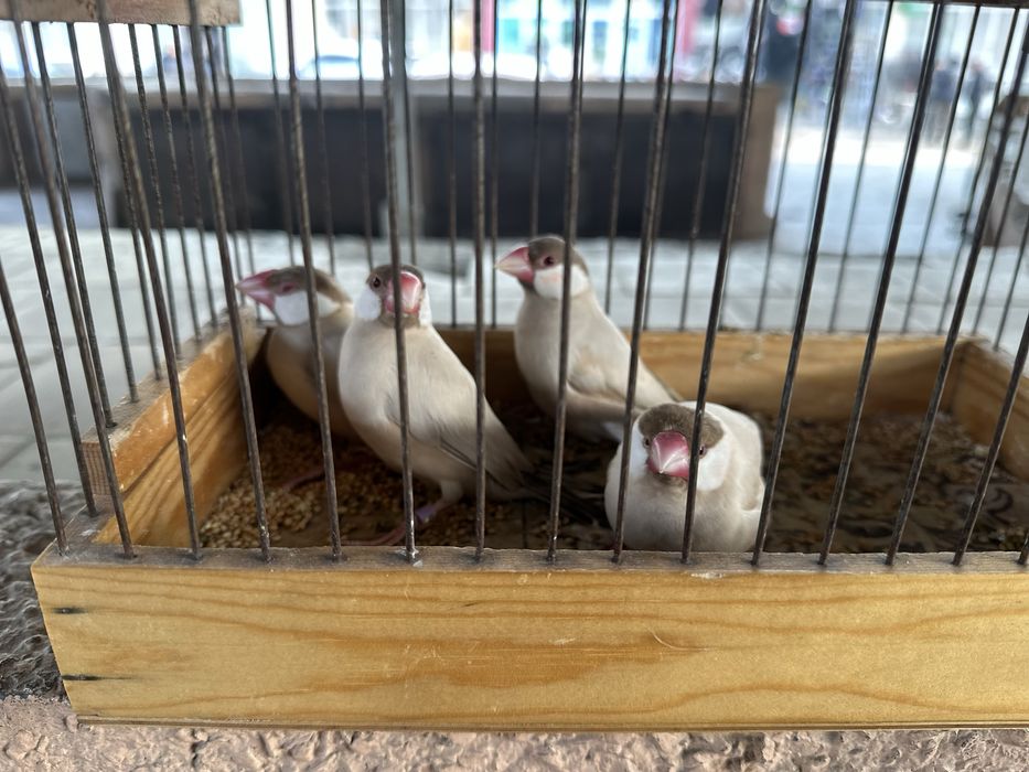 Рисовый Амадин 2 пары дешево