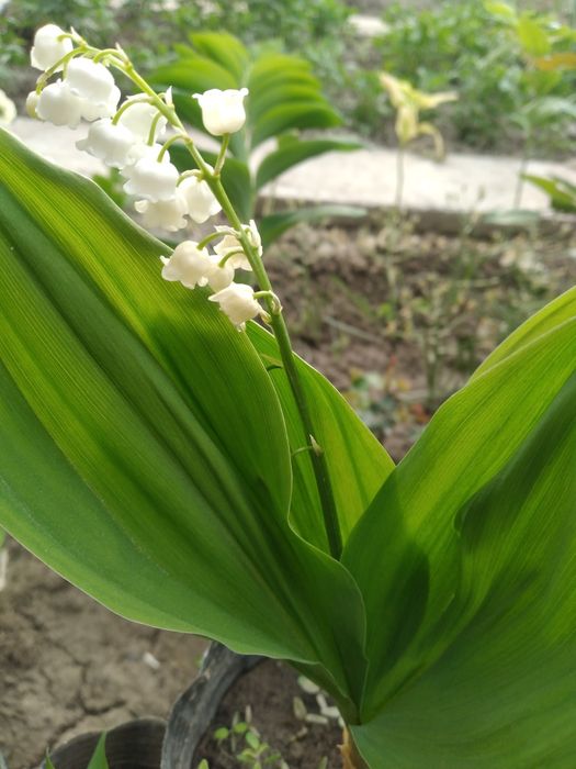 Камеб ва кадимий ландыш гул нихоллари сотилади