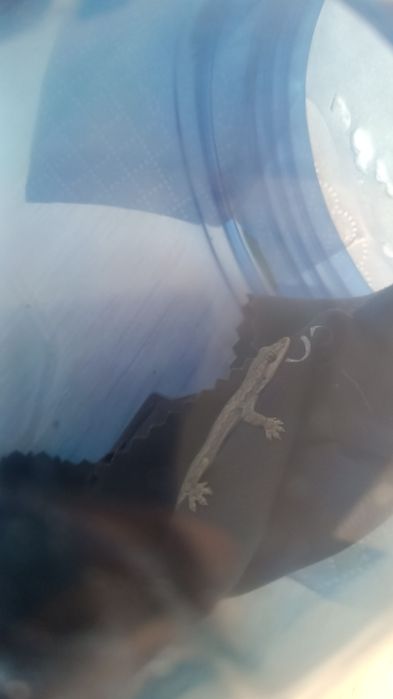 Геккон из Тайланда