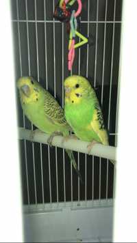 Продается пара волнистых попугайчиков