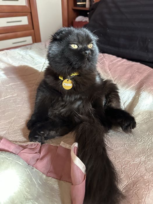 Потерялась кошка