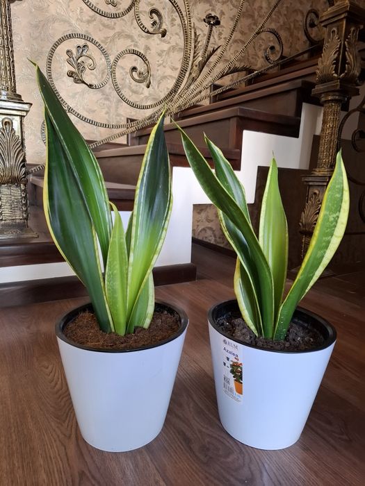 Sanseveriya ochen krasivaya