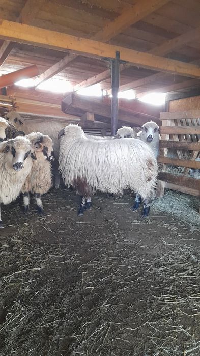 Vând 2 berbecuți noatini