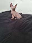 Pisicuta sphynx femela