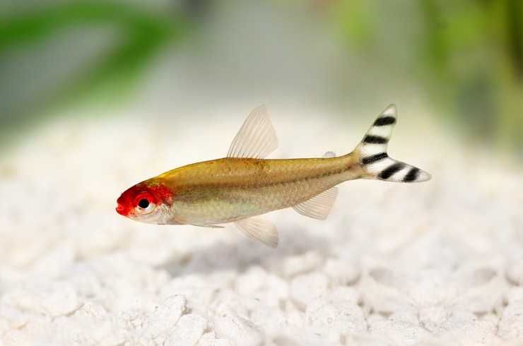 Продам аквариумных рыбок! Родостомус-красноносая тетра! 2,5 см.