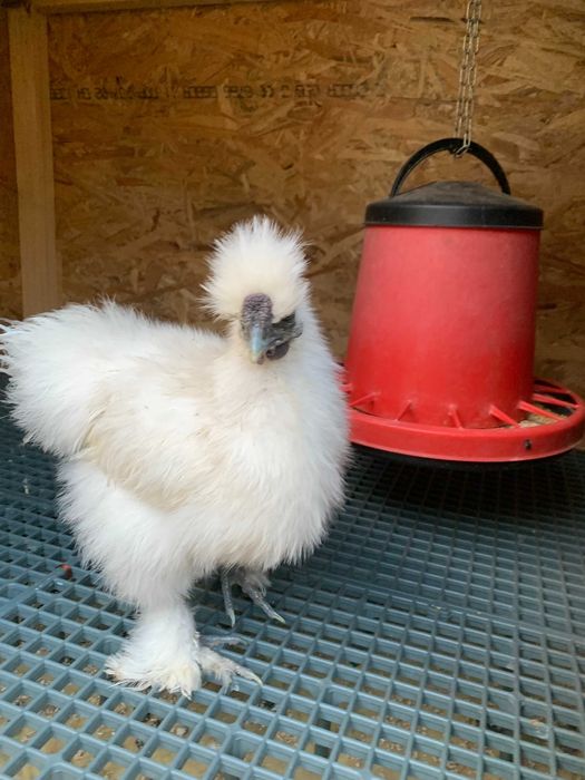 Cocos  Matase Japoneza de vanzare