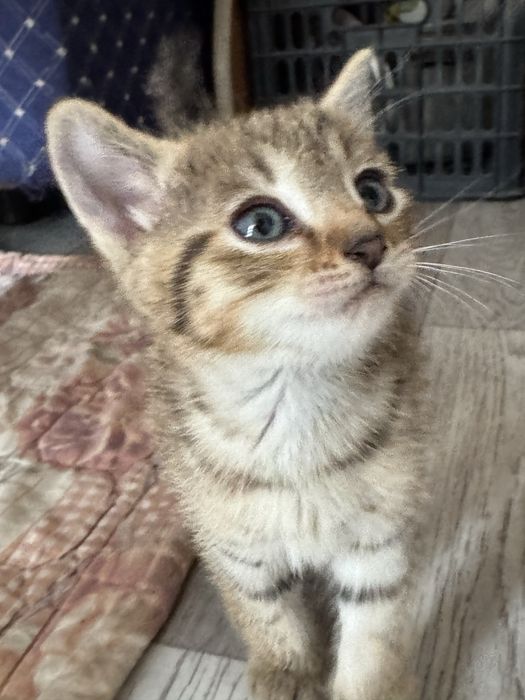 Отдам бесплатно котят в хорошие руки