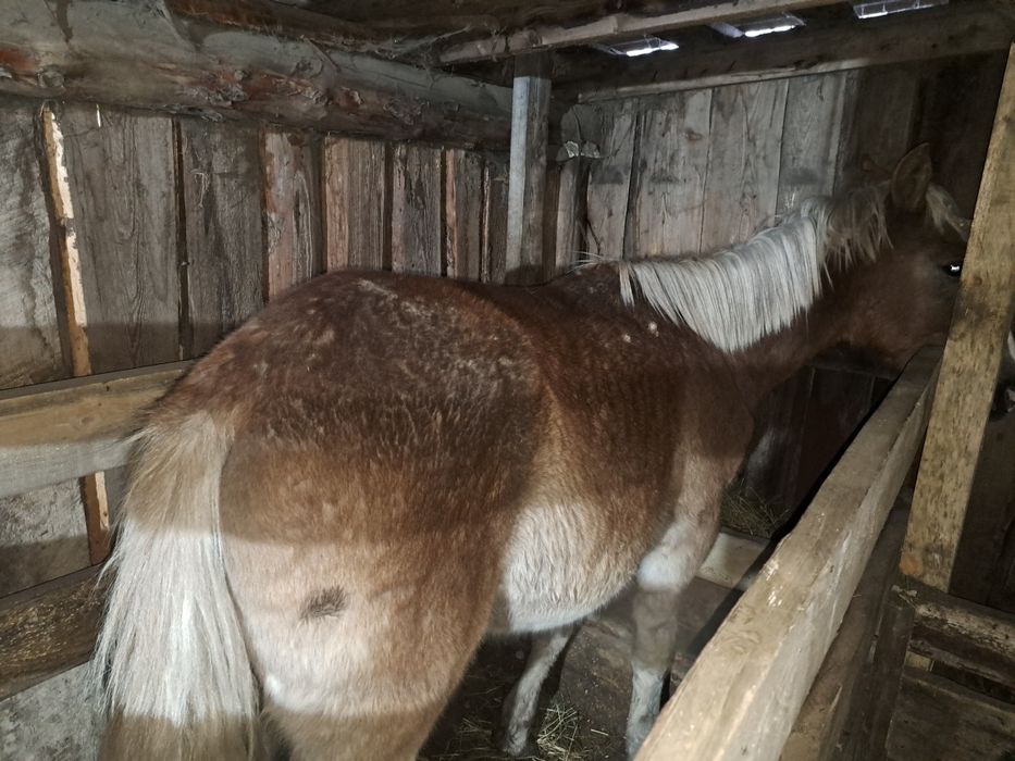 Продам тайчик стоит на откорме