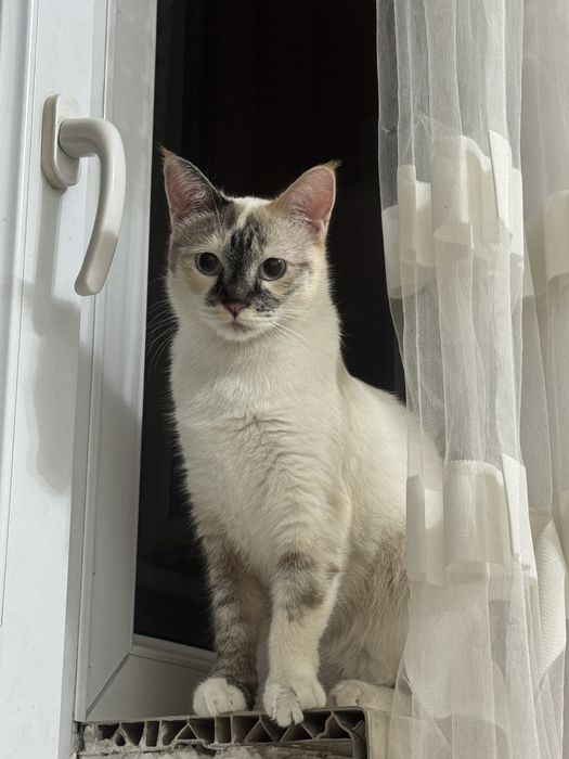 Сиамская смесь (метис) здоровая , кострированная кошка