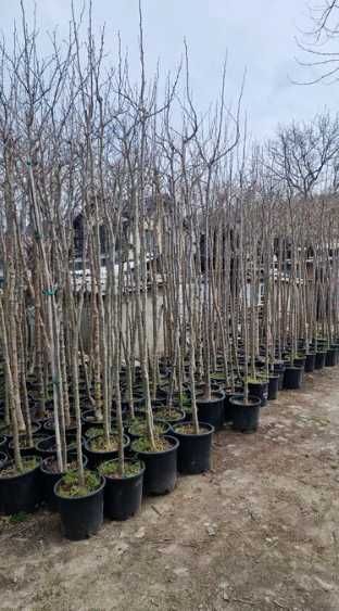 Plante ornamentale de calitate – Transport gratuit