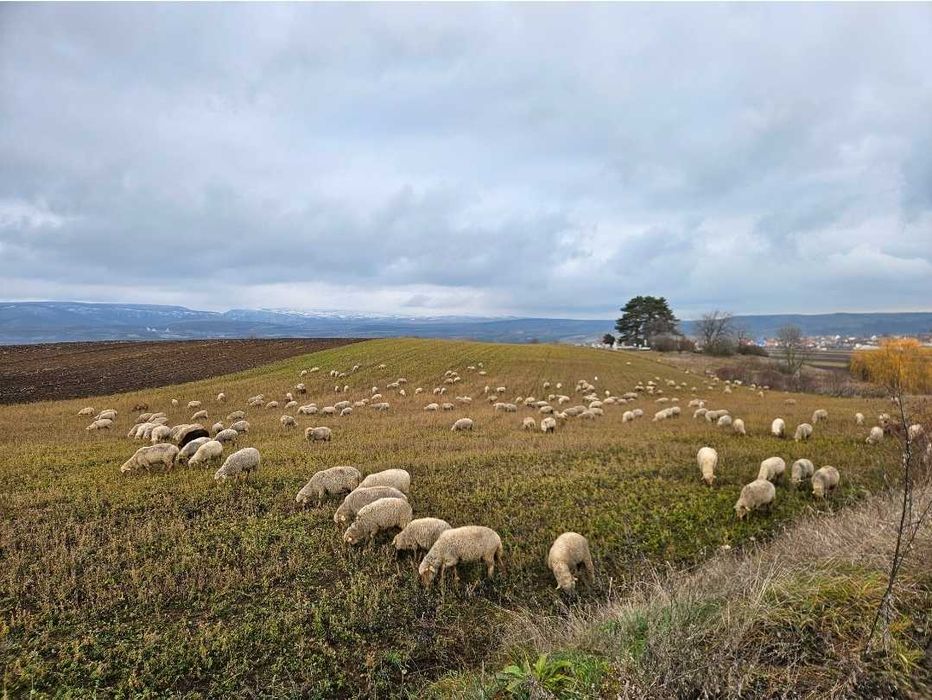 Vand oi țigai rugini(varoșe,birci,tigaie) de ținut