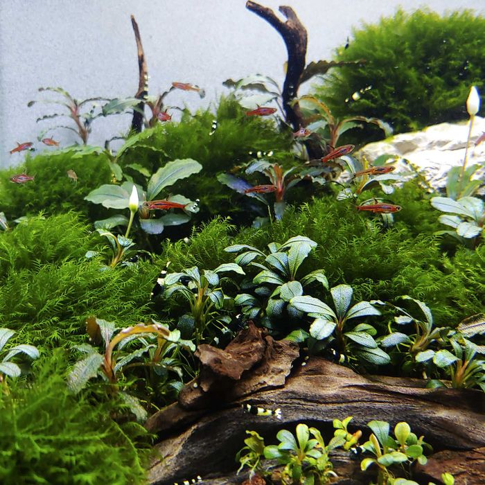 Moss acvariu/Muschi natural Coral Moss/Fissidens/Christmas/Flame/Pelia