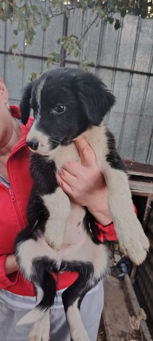 Чудесные малыши в добрые руки.