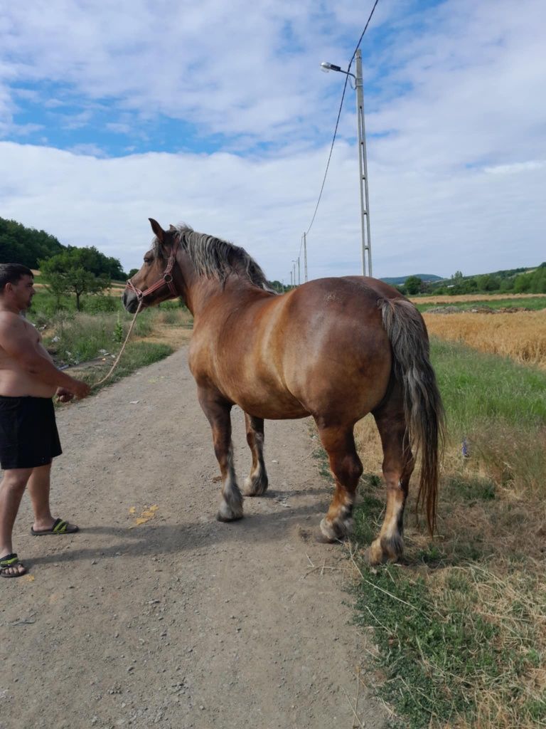 Vand iapa de 6 ani