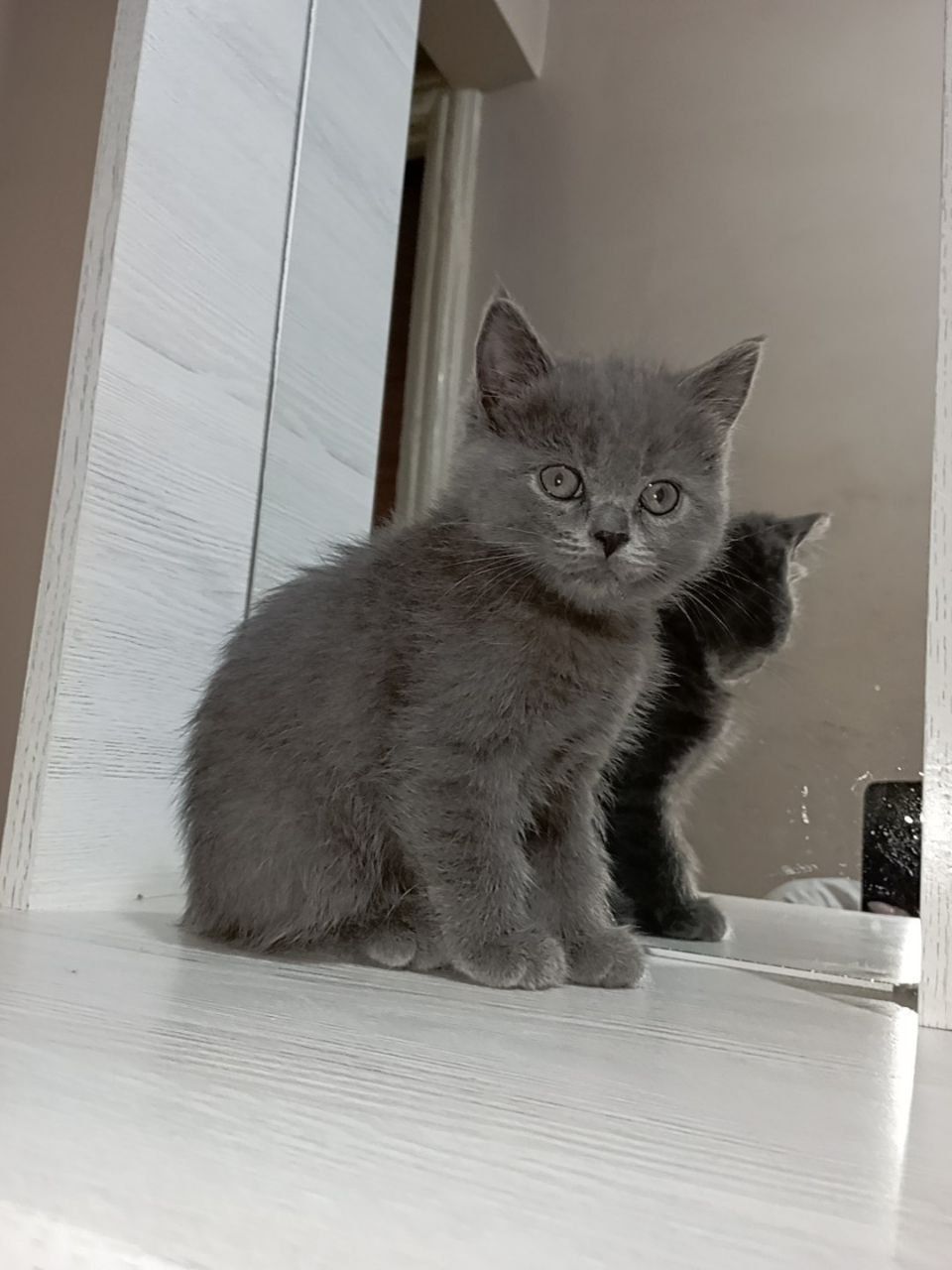 Шотландский Скотиш Страйт