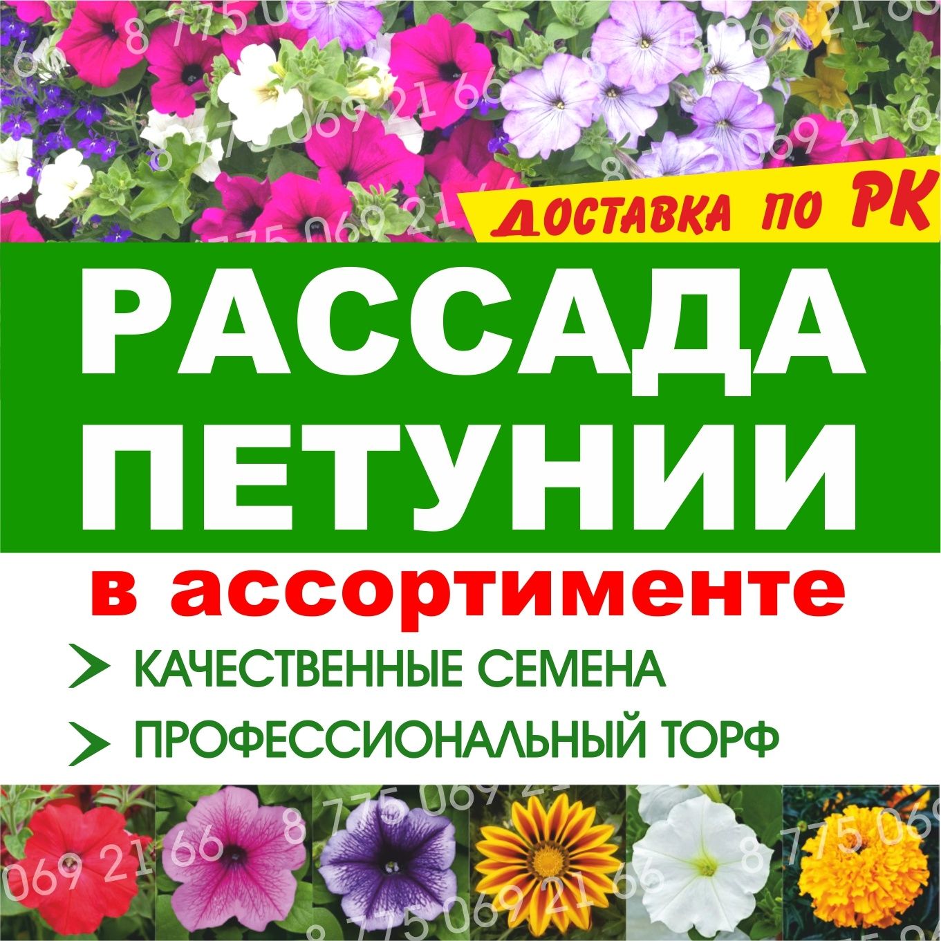 Петуния рассада цветов