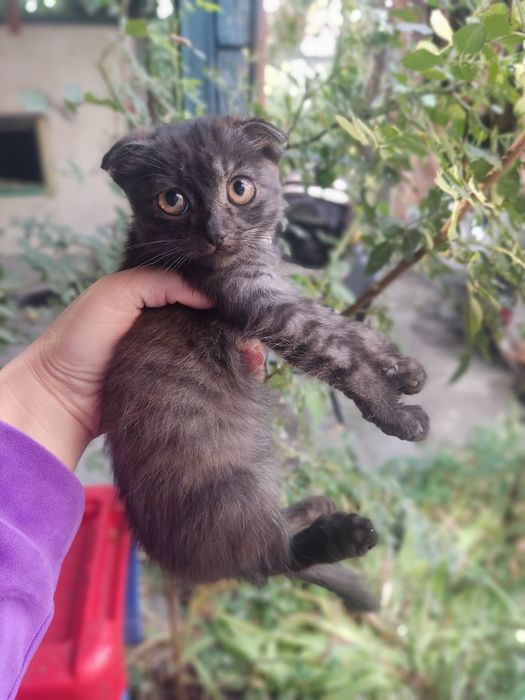 Отдам котят в добрые руки