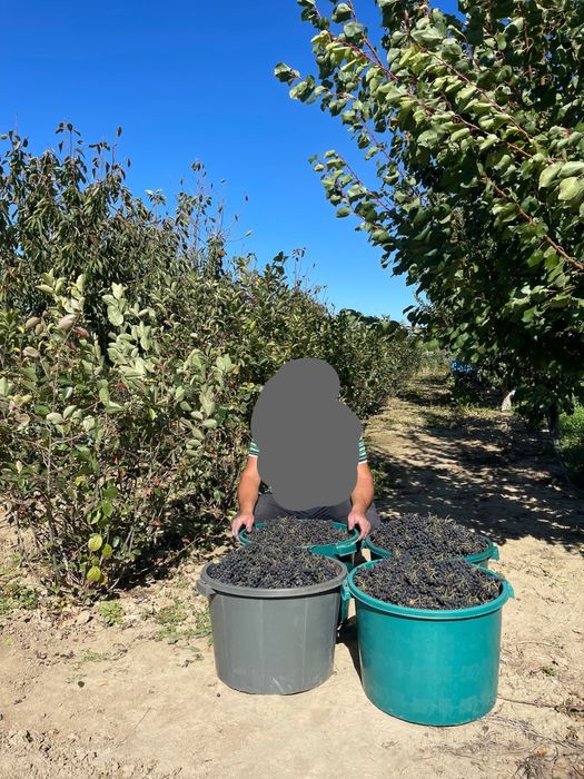 Suc de aronia bio