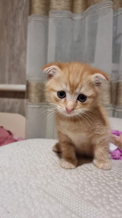 Продам котят от веслоухой кошечки