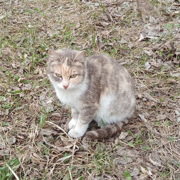 Отдам кошечку в добрые руки