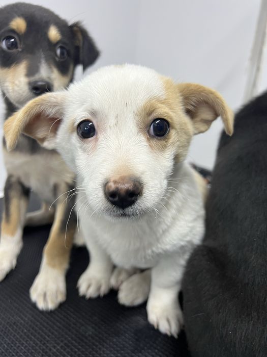 donez catei in jur de maxim 4 luni