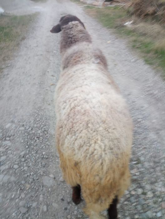 Vând berbec gras mare are 3 ani